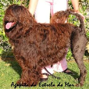 chien d’eau portugais : CH Agapita Da Estrela Do Mar